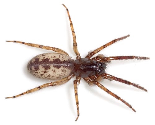 Senoculata Dammbachsgrund 07-12 01.jpg
