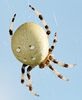 Araneus quadratus Fam. Araneidae