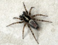 subadultes Männchen