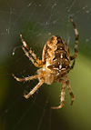 Araneus diadematus W 7-8468.jpg