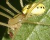 Enoplognatha ovata oder E. latimana Fam. Theridiidae