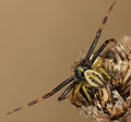 Misumena vatia M 8-05682.jpg
