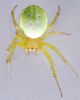 Araniella spec. Fam. Araneidae