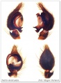 Pedipalpus, 4 Sichten