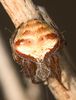 Araneus triguttatus Fam. Araneidae