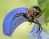 Synema globosum Fam. Thomisidae
