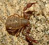 Chernes cimicoides A.JPG