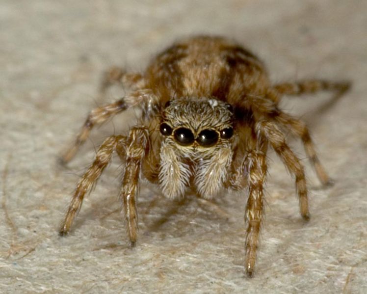 Datei:Pseudeuophrys lanigera W frontal 7-0608.jpg