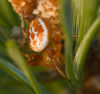 Araniella displicata Fam. Araneidae