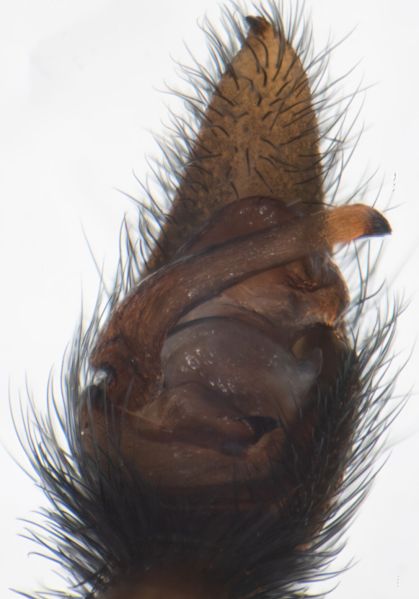 Datei:Pardosa riparia Ped 11 00852.jpg