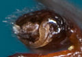 Vorschaubild der Version vom 18:55, 11. Jul. 2008