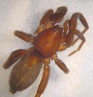 Zelotes gallicus Photo AStaudt.JPG