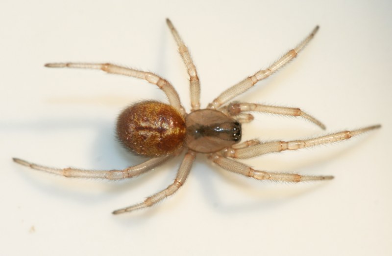 Datei:E.caricis frits.1.jpg