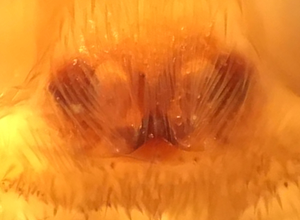 Datei:ProdidomusRufusFemaleEpigyne.jpg