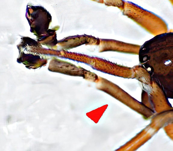 Datei:Tiso vagans m 19.11.2011-027 Habitus-Detail.jpg