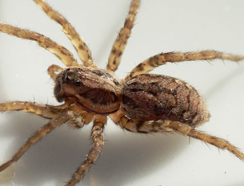 Datei:Alopecosa farinosa 6 1024.jpg