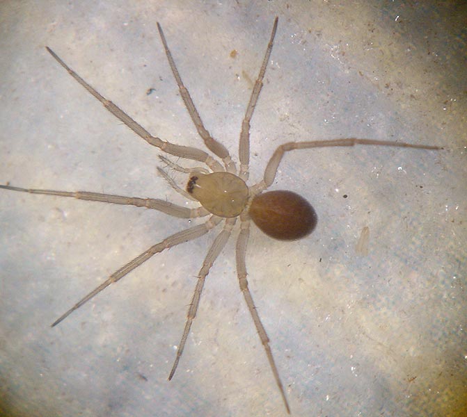 Datei:Tallusia experta 3 1024.jpg
