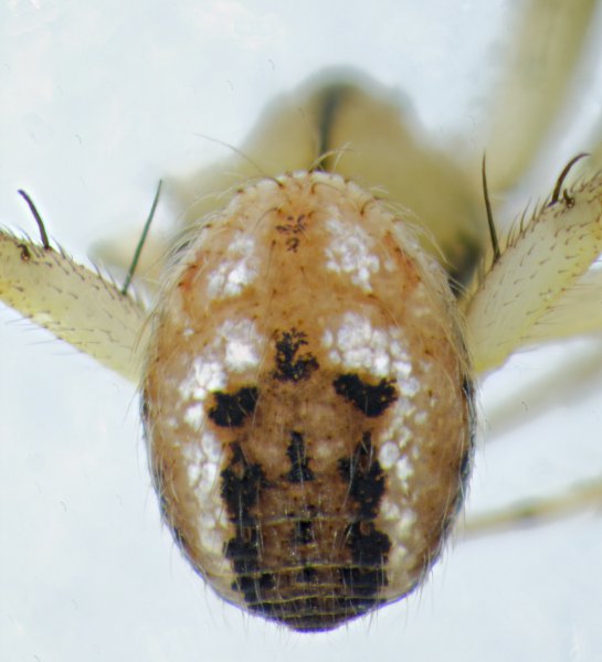 Datei:Mangora acalypha op zeichnung.jpg