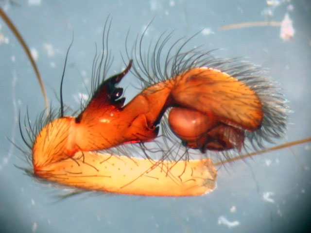 Datei:Amaurobius slimilis Tibiaapophyse.jpg