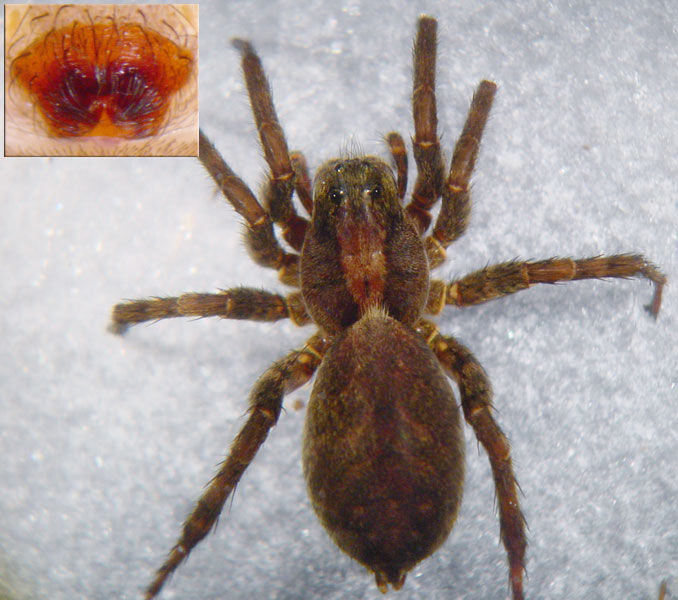 Datei:Alopecosa farinosa 9 1024.jpg