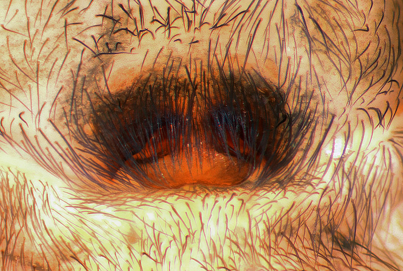 Datei:Amaurobius-similis-2b.jpg