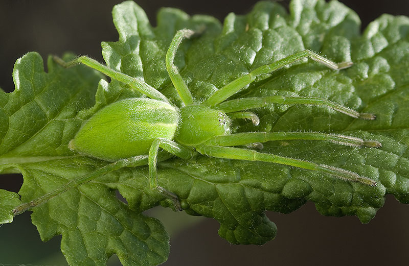 Datei:Micrommata-virescens RiechheimerBerg 09-05 02.jpg