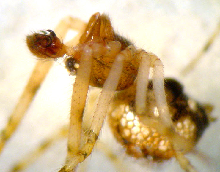 Datei:Theridion hannoniae 11 1024 m2.jpg