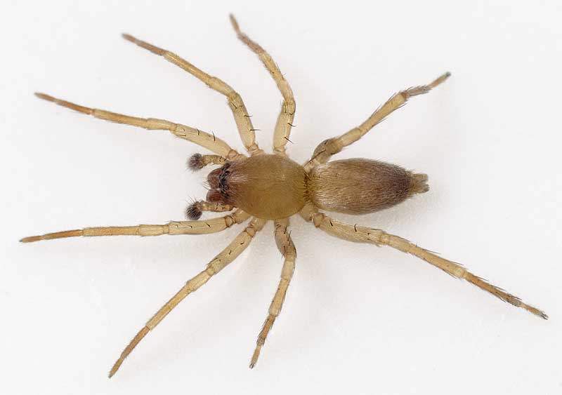 Datei:Clubiona-trivialis No-Finnmark 11-07 01.jpg