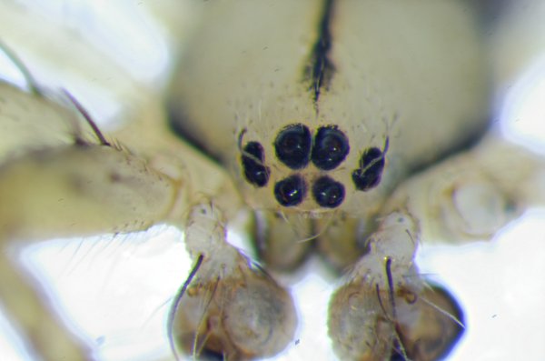 Datei:Mangora acalypha augenfeld.jpg