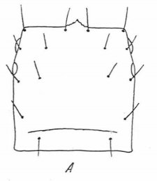 Datei:Beier 1963 Fig 2A.jpg