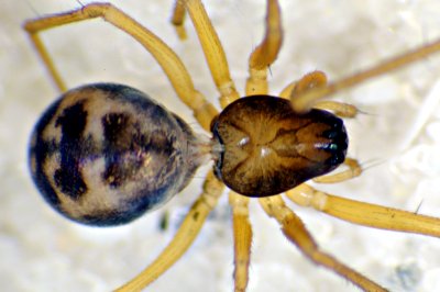 Kaestnaeria pullata-25.06.10-487-6.jpg