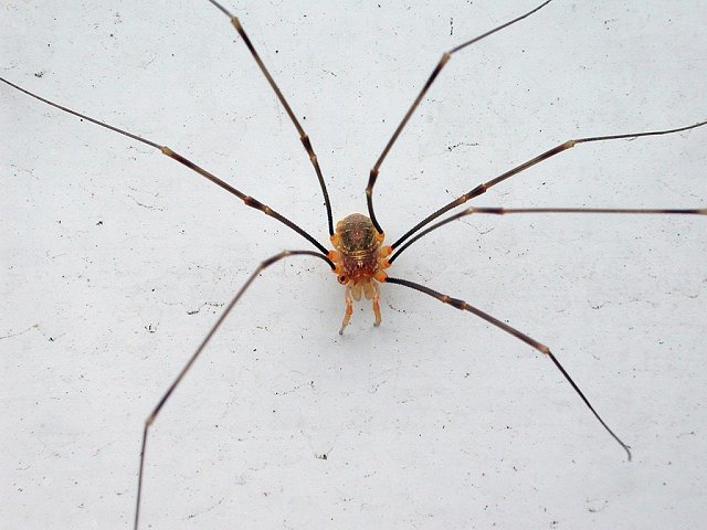 Datei:Opilio canestrinii m total.jpg