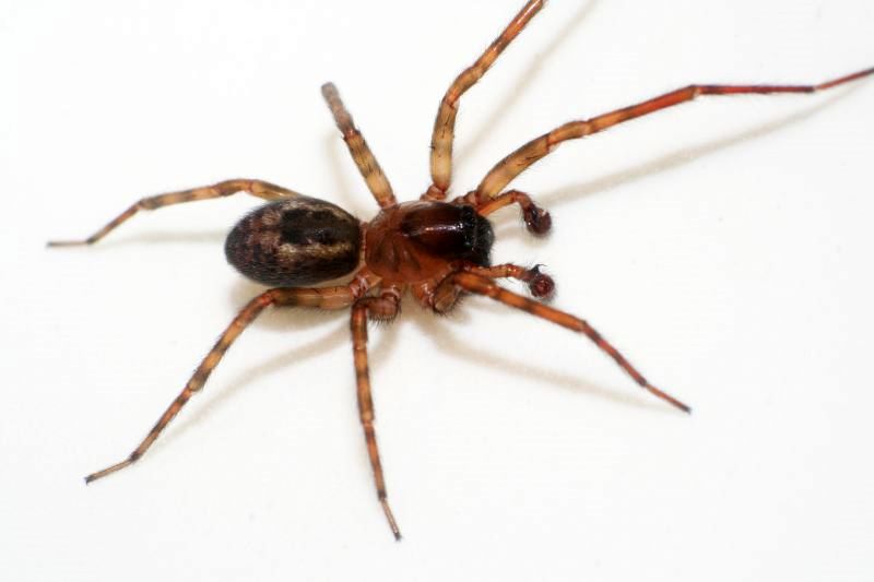 Datei:Similis frits.jpg