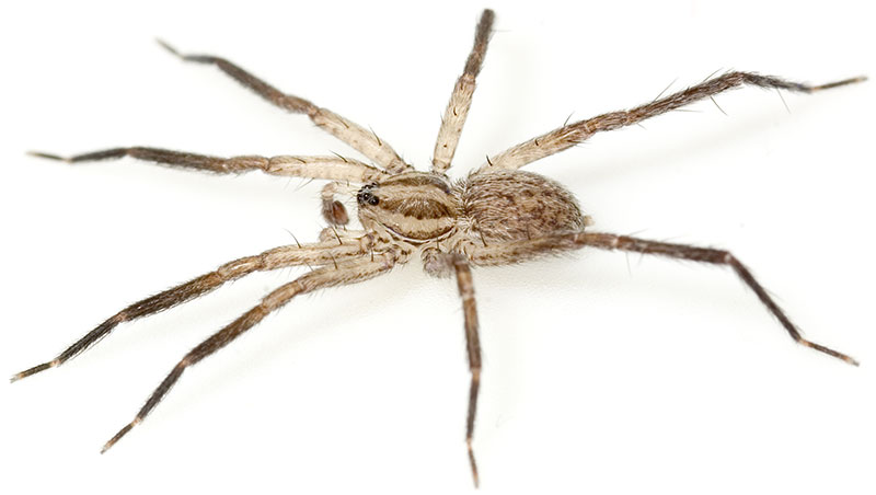 Datei:Silvestris Zietschk 07-06 01.jpg
