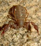 150px-Chernes cimicoides A-gedreht.JPG