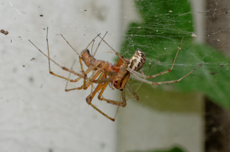 Datei:Linyphia triangularis Goitzsche 2014.jpg