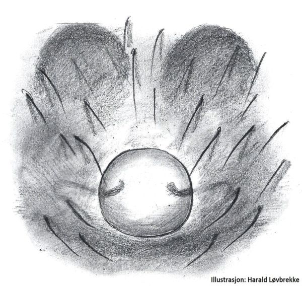 Datei:Theridion mystaceum epigyn HLovbrekke.jpg