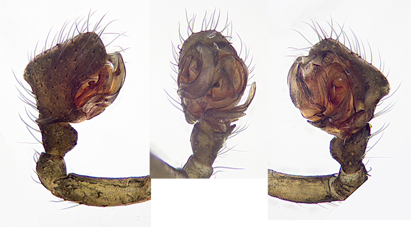 Datei:Agyneta rurestris Pedipalpenzus2.jpg
