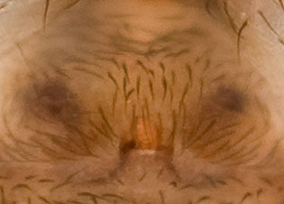Datei:Zodarion germanicum Ep 7-8334.jpg