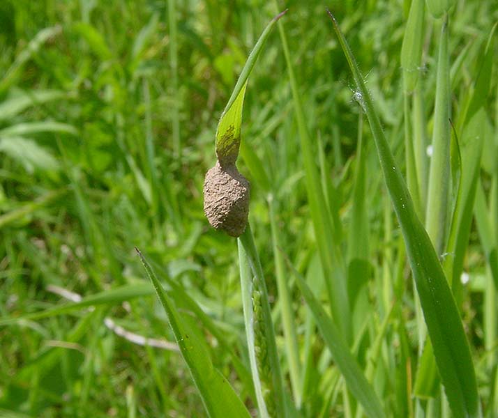 Datei:Agroeca brunnea Kokon 2 1024.jpg