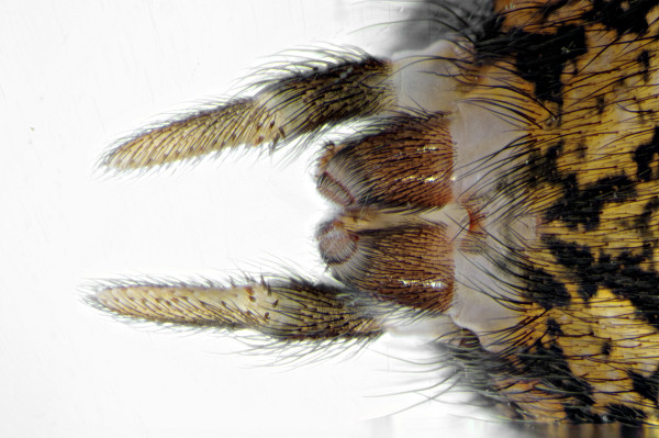 Datei:Tegenaria atrica ml Spinnwarzen ventral Syn Sarlhusen Krs Steinburg 16.09.2012.jpg
