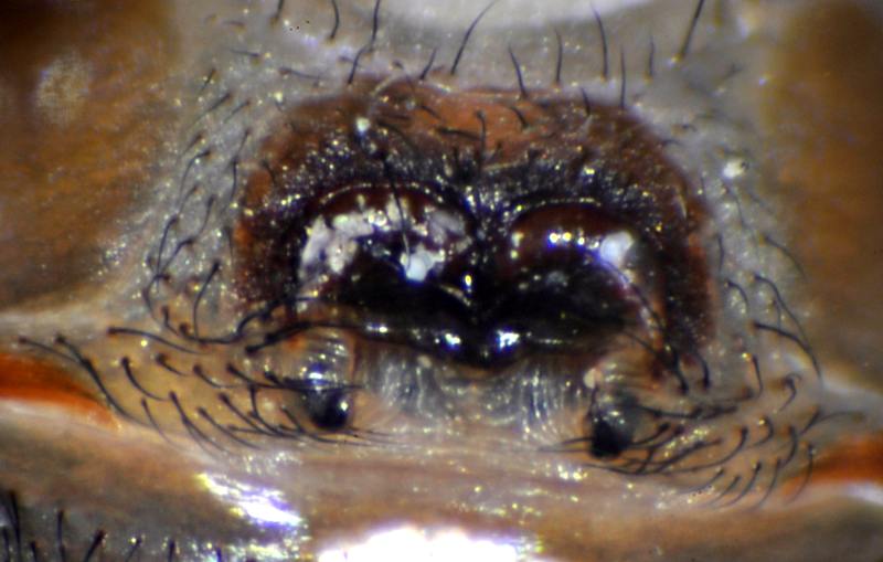 Datei:Steatoda albomaculata epigyne-800.jpg