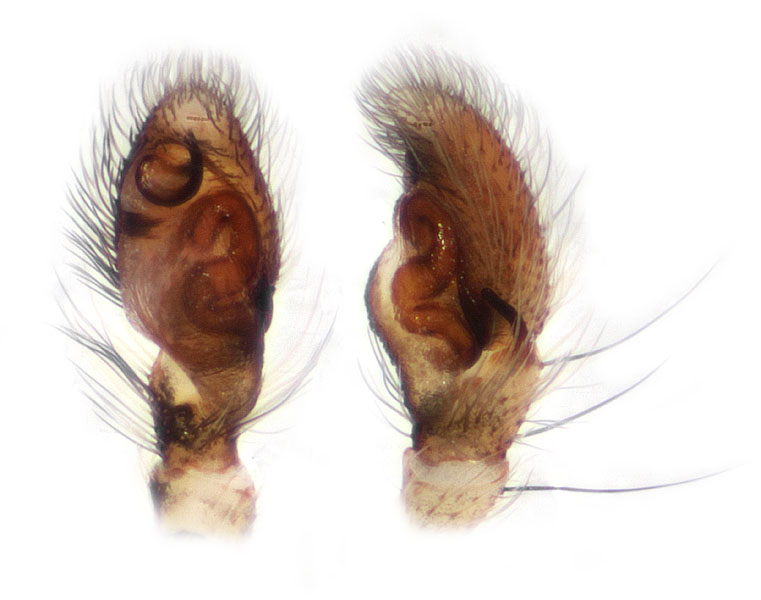 Datei:Saitis tauricus palpus Schaefer.jpg