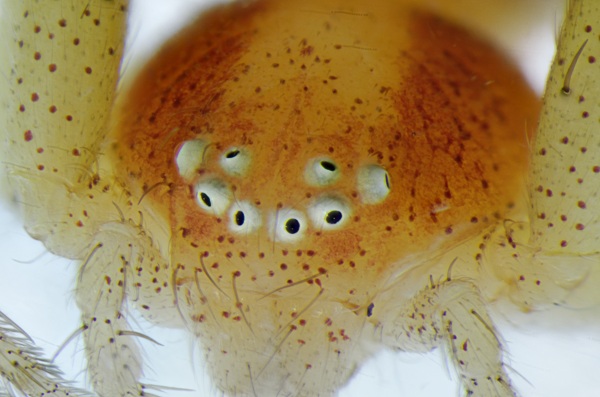 Datei:Philodromus rufus Buechener Sander 07.07.2013 frontal.jpg