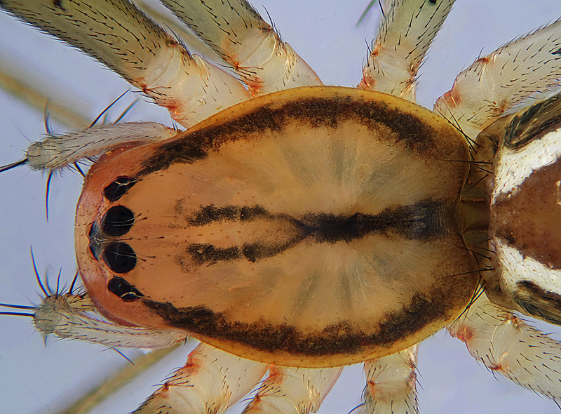 Datei:Linyphia triangularas.jpg