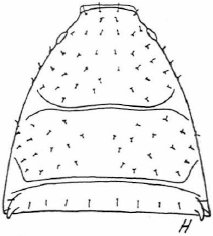 Datei:Beier 1963 Fig 2H.jpg