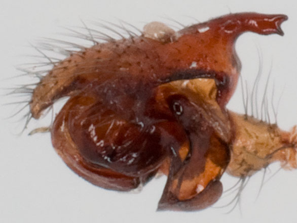 Datei:Tapinopa longidens Pedipalpus 7-8423.jpg