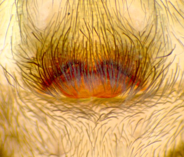 Datei:Amaurobious similis epigyne.jpg