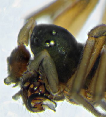 Datei:Araeoncus crassipes NatStrand Schnellmarkerholz m lateral-Kopf.jpg