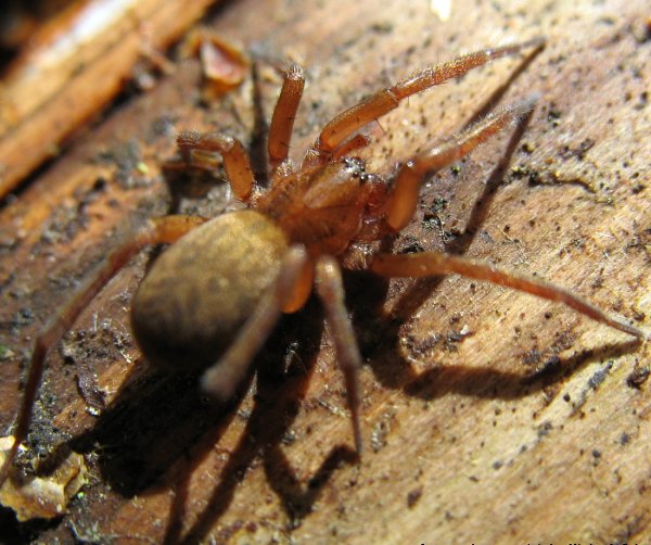 Datei:Agroeca brunnea.jpg